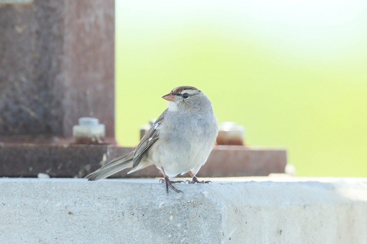 White-crowned Sparrow (leucophrys) - ML615968680