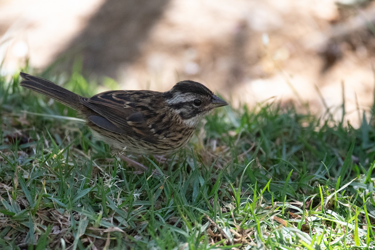 Rufous-collared Sparrow - ML615968711