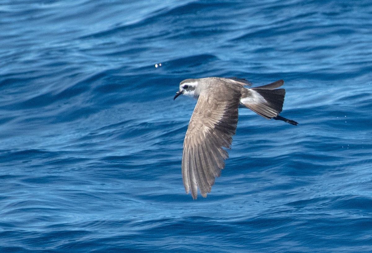 White-faced Storm-Petrel - ML615968796