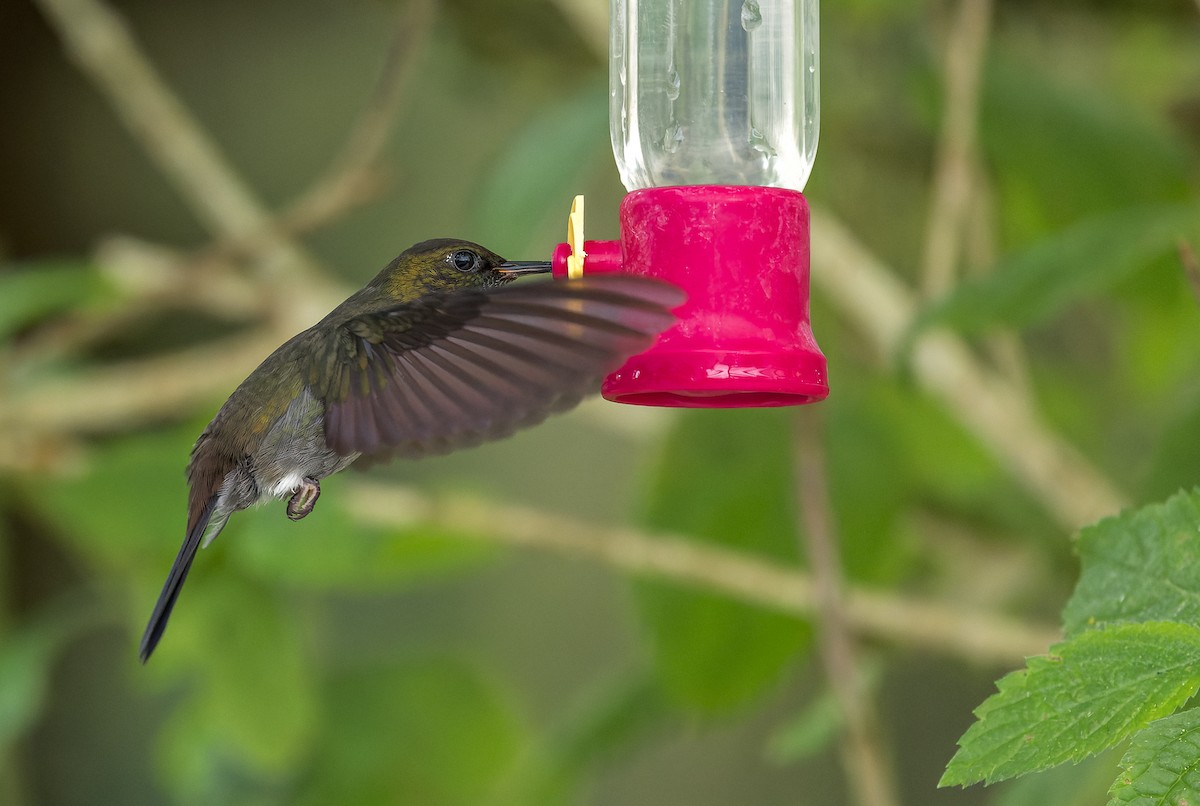 kolibřík nazelenalý - ML615968841