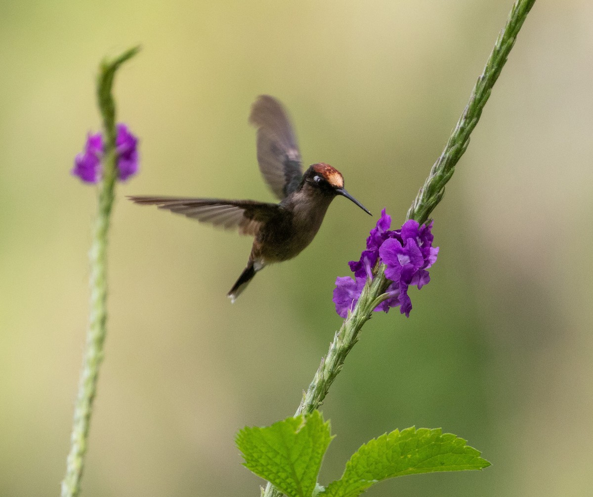 kolibřík čepičatý - ML615968918