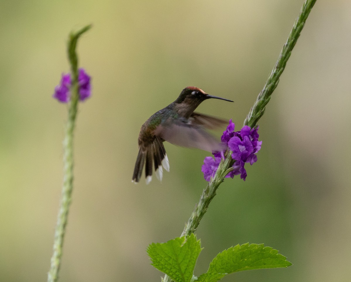 kolibřík čepičatý - ML615968938