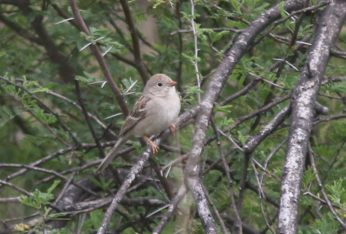 Field Sparrow - ML615968965