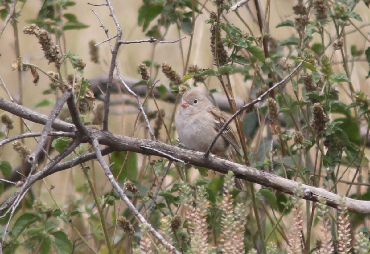Field Sparrow - ML615968996