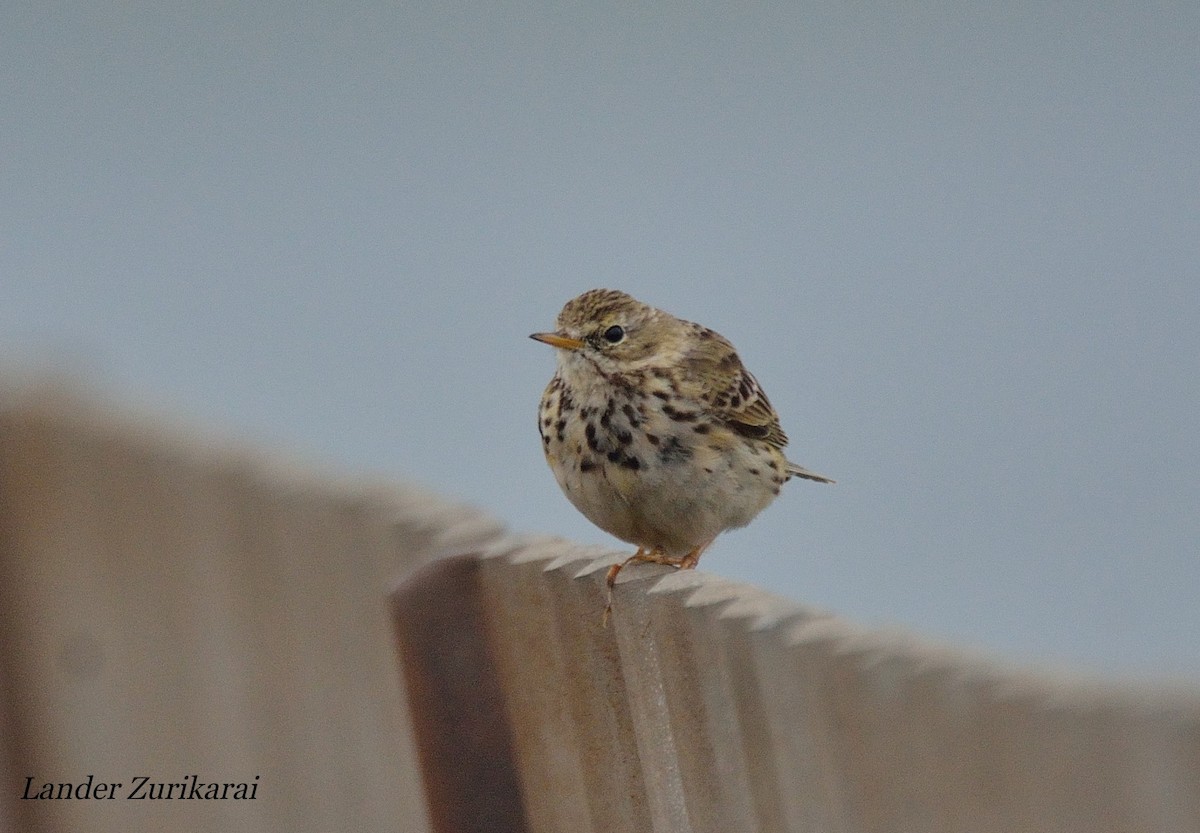 Meadow Pipit - ML615969268
