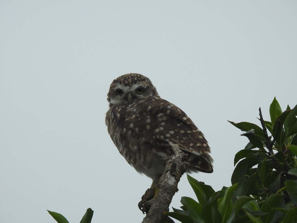 Burrowing Owl - ML615969518