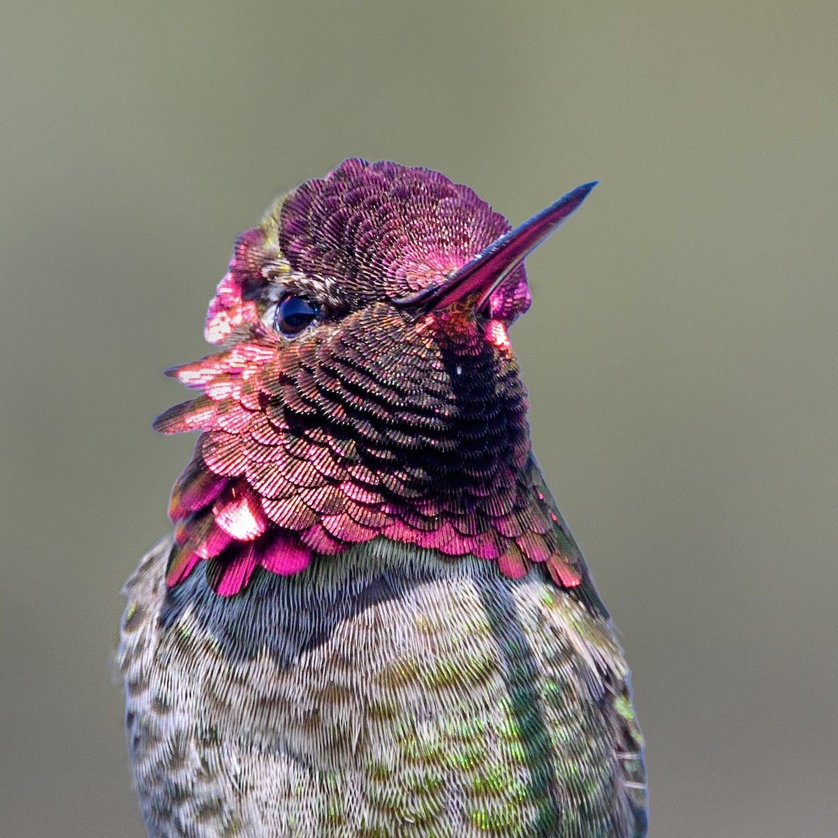 Anna's Hummingbird - Indu Shekhar Deo