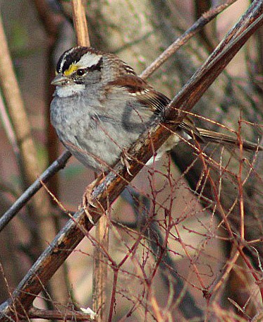 White-throated Sparrow - ML615969758