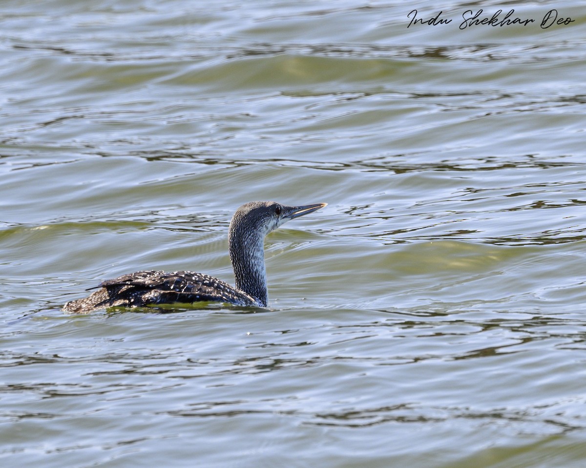 Red-throated Loon - ML615969769