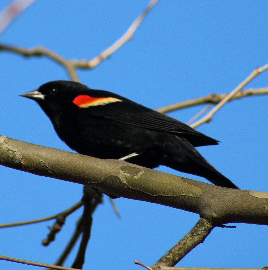 Red-winged Blackbird - ML615969780