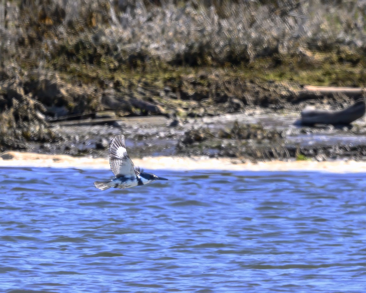 Belted Kingfisher - ML615969808
