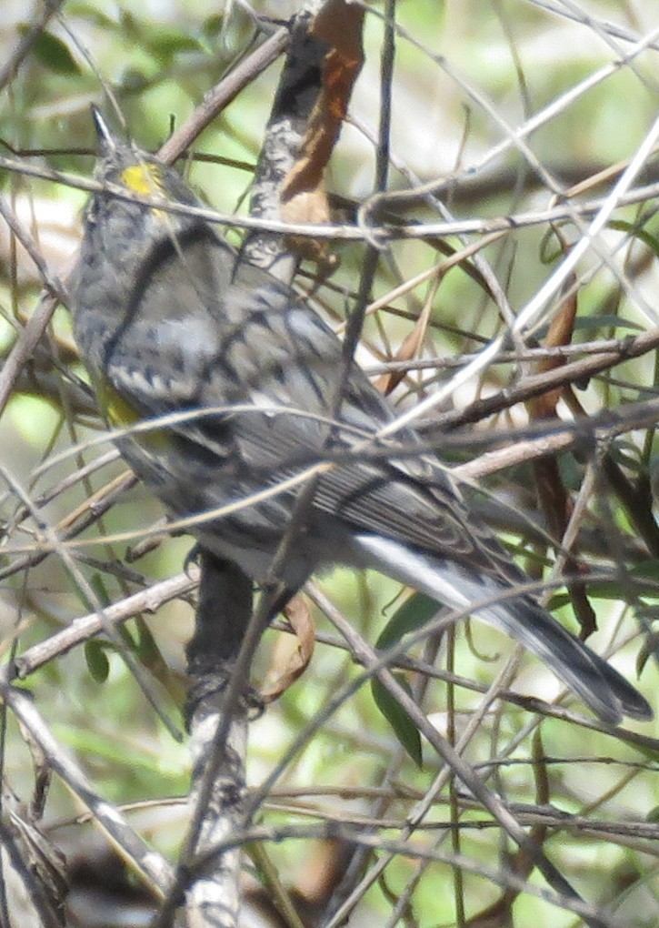 Yellow-rumped Warbler - Anonymous