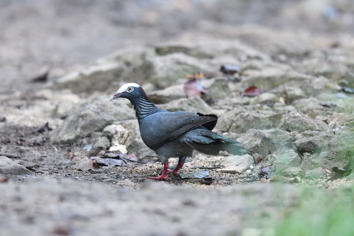 White-crowned Pigeon - ML615970041