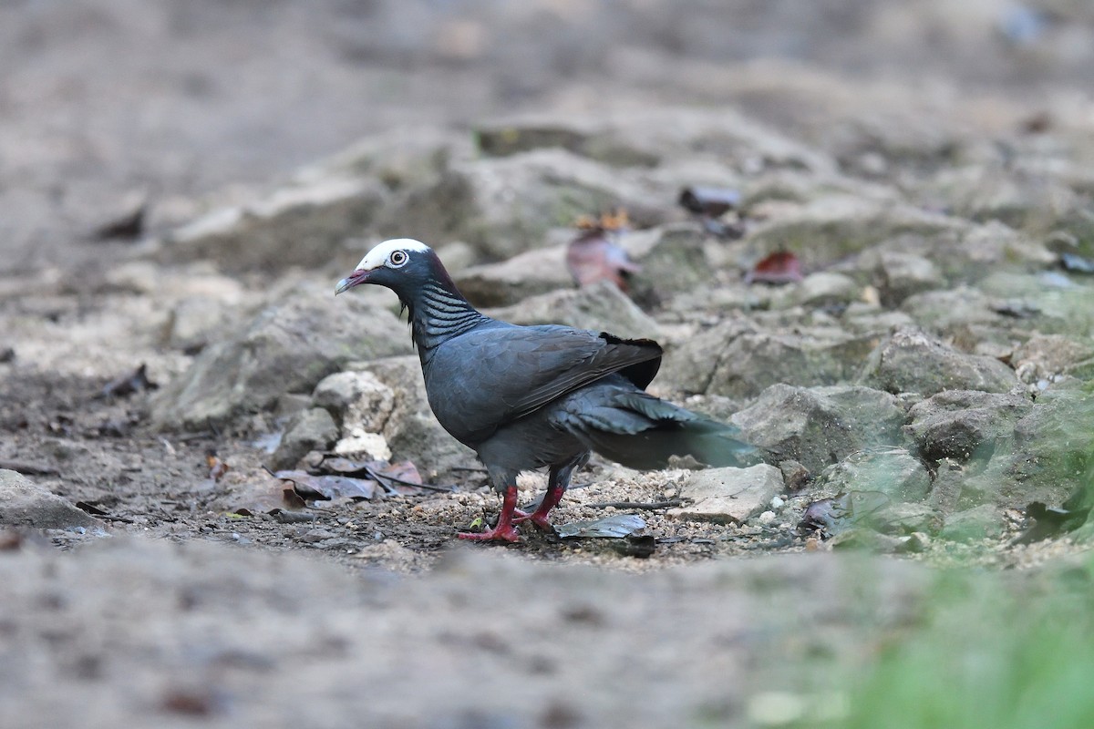 White-crowned Pigeon - ML615970042