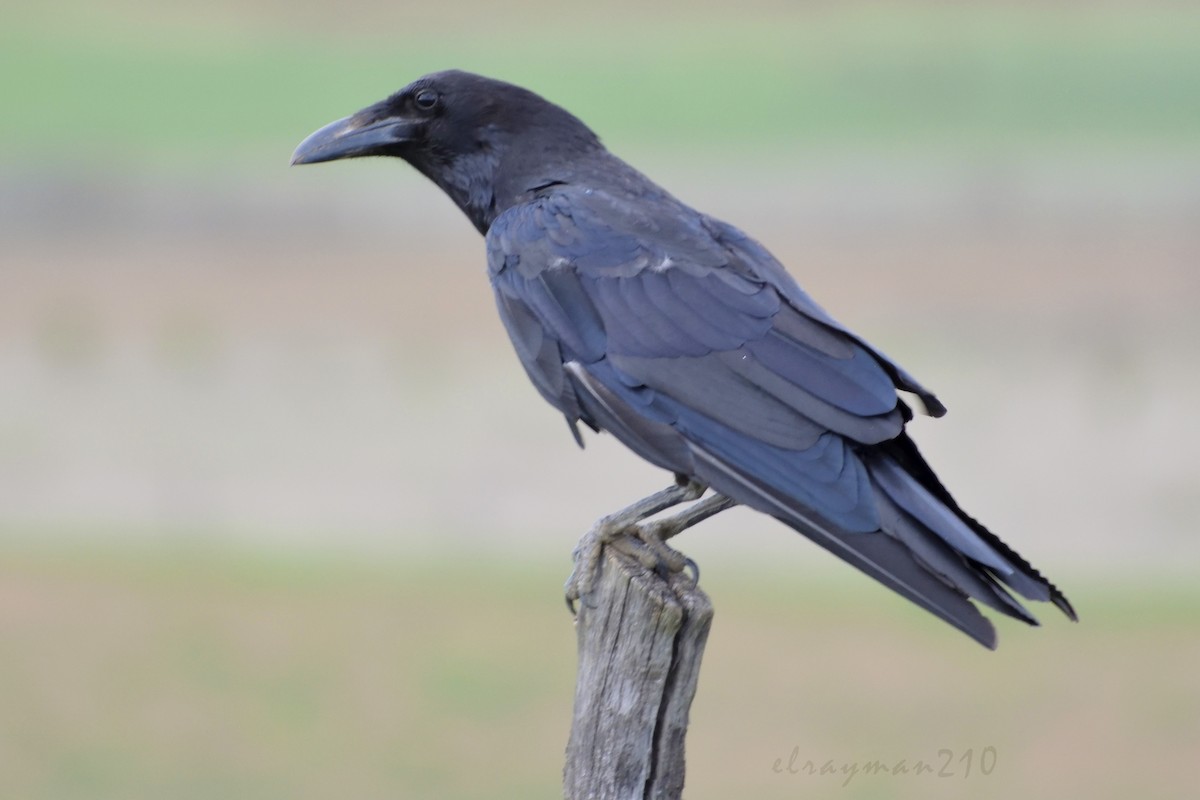 Common Raven - Ricardo Arredondo