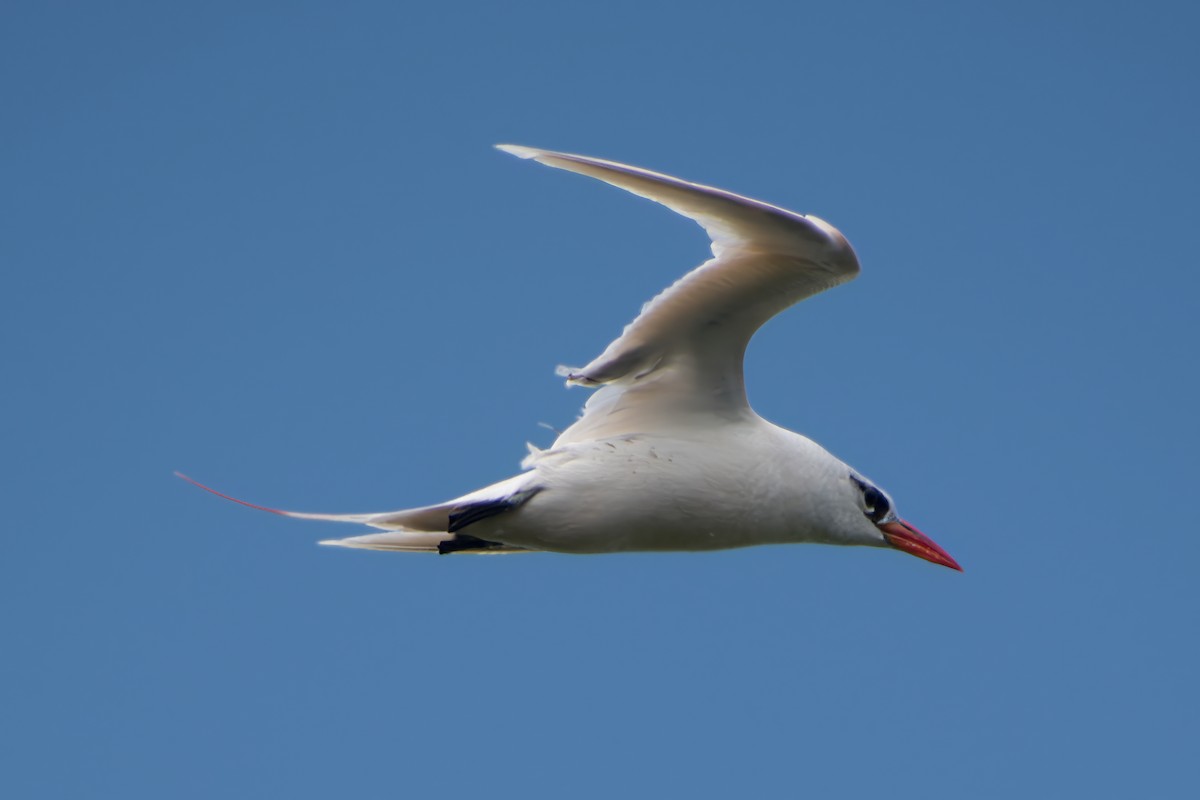 Red-tailed Tropicbird - ML615970399