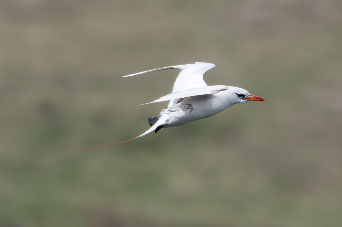 Red-tailed Tropicbird - ML615970406