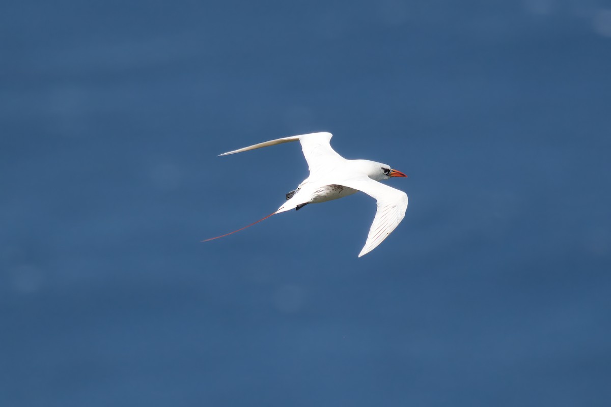 Red-tailed Tropicbird - ML615970410