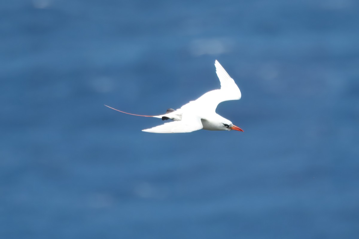 Red-tailed Tropicbird - ML615970411