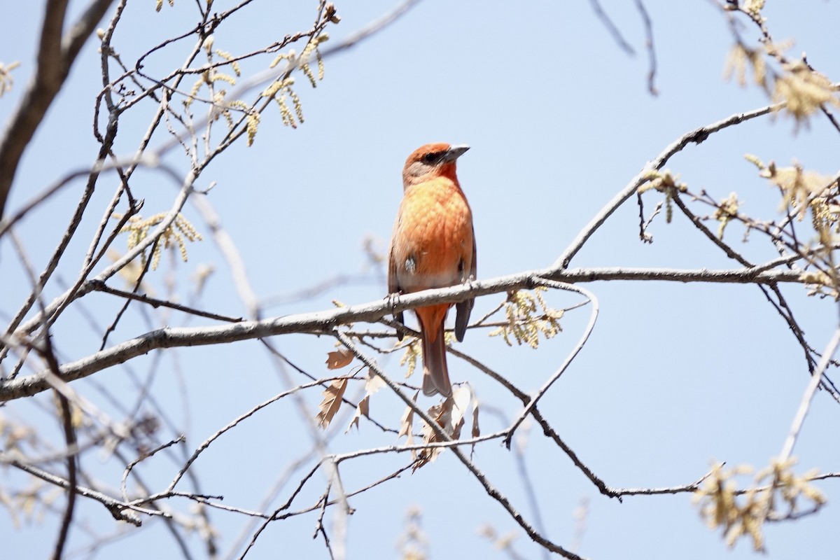 Hepatic Tanager (Northern) - ML615970412
