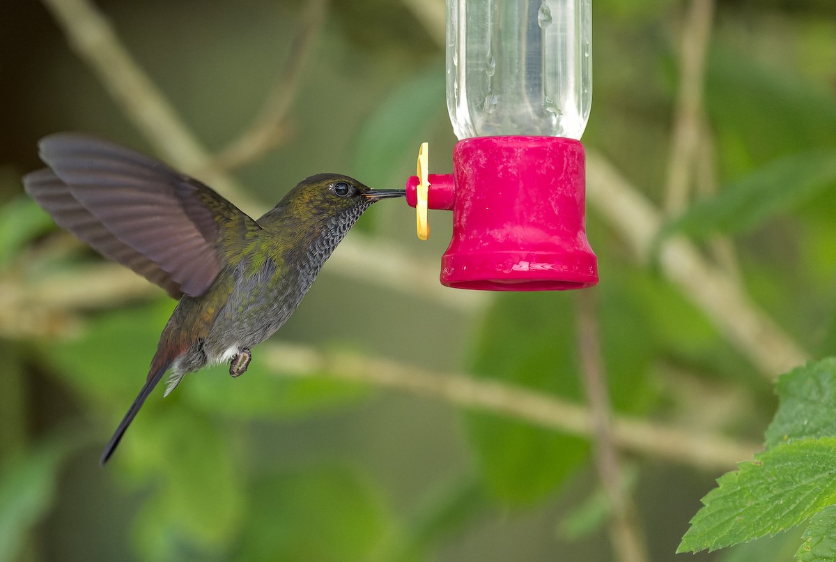 kolibřík nazelenalý - ML615970510