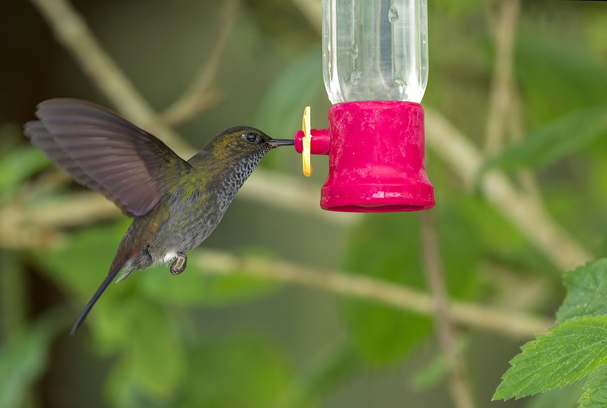 kolibřík nazelenalý - ML615970511
