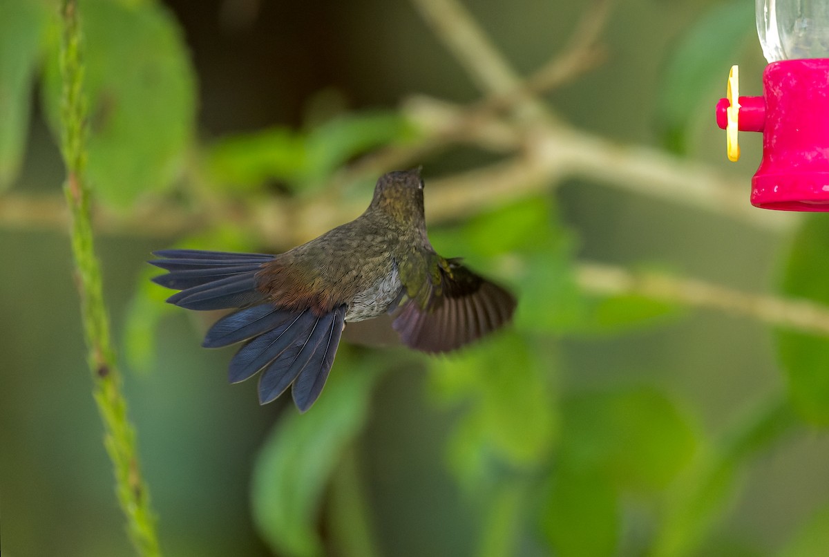 kolibřík nazelenalý - ML615970512