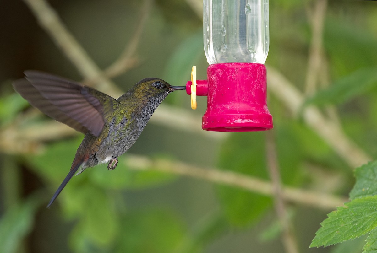 kolibřík nazelenalý - ML615970514