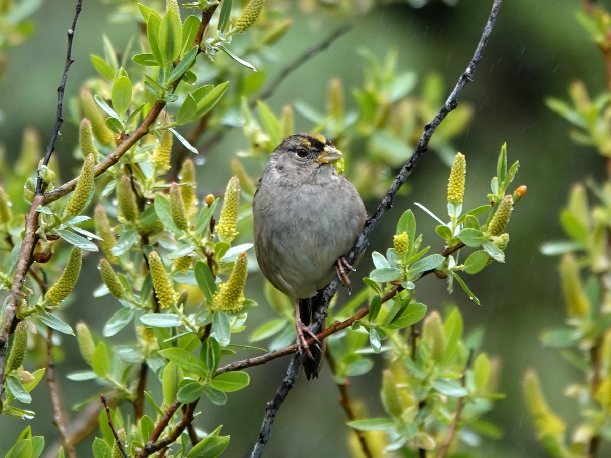 Golden-crowned Sparrow - ML615970741