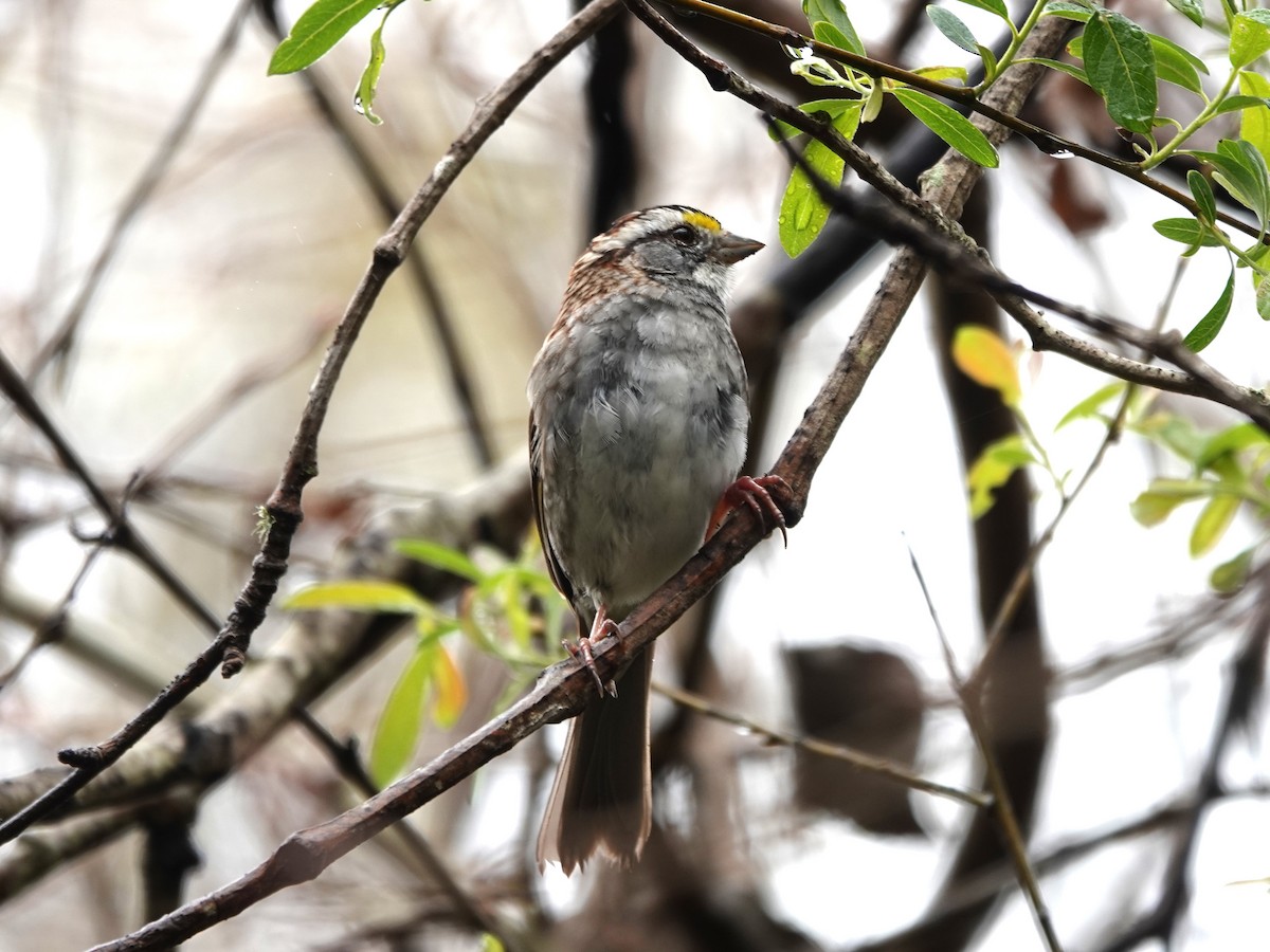 White-throated Sparrow - ML615970742