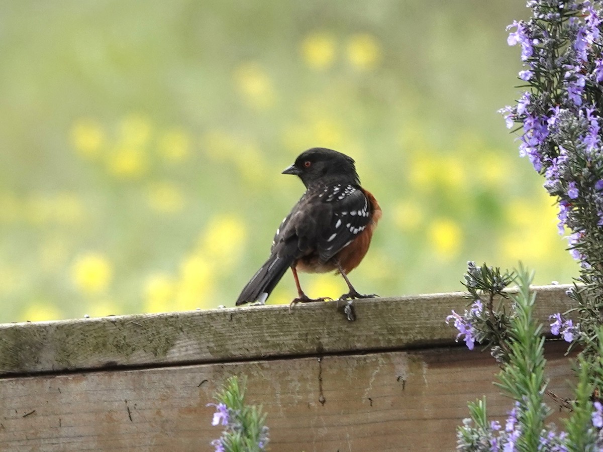 Spotted Towhee - ML615970745