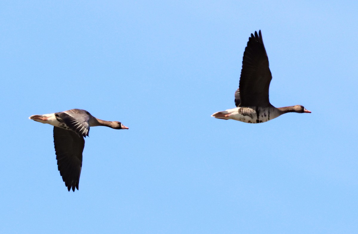 Greater White-fronted Goose - ML615970842