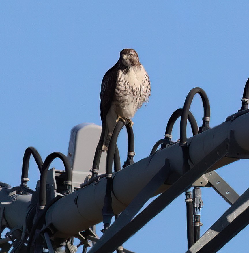 Red-tailed Hawk - ML615970850