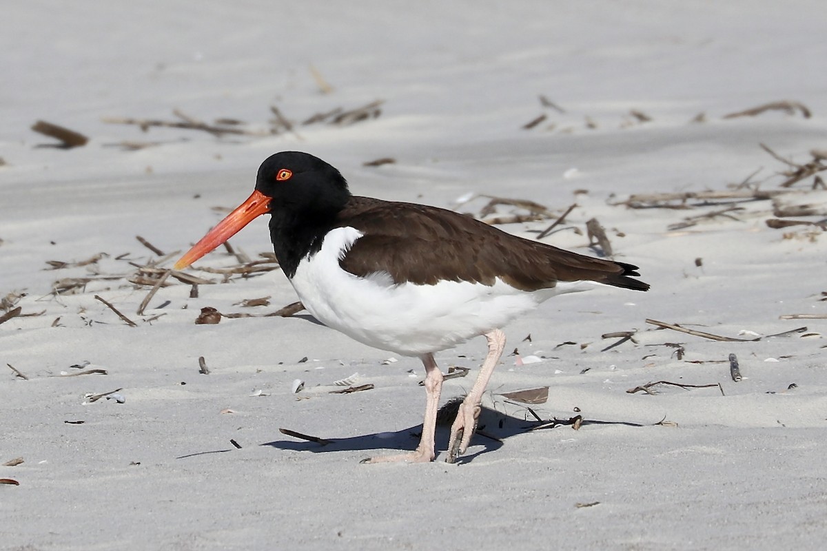 American Oystercatcher - Irvin Pitts