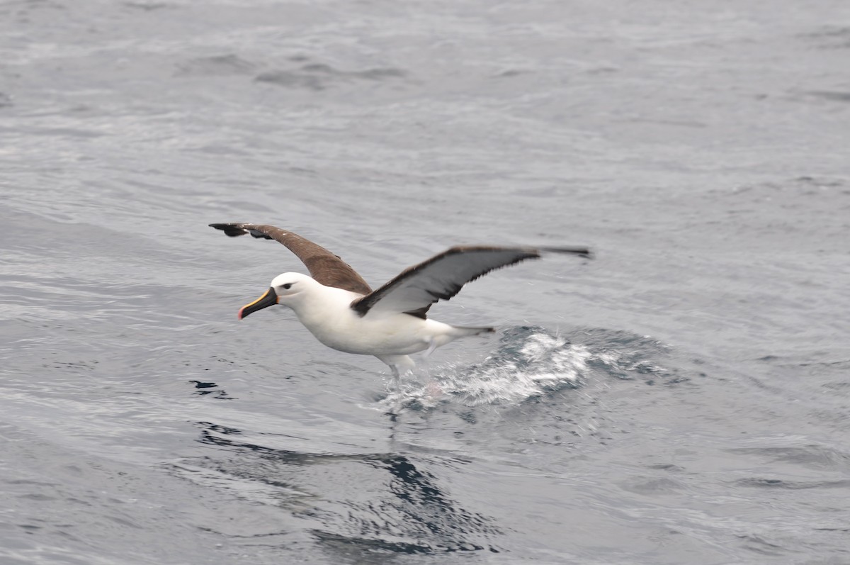 Indian Yellow-nosed Albatross - ML615970912