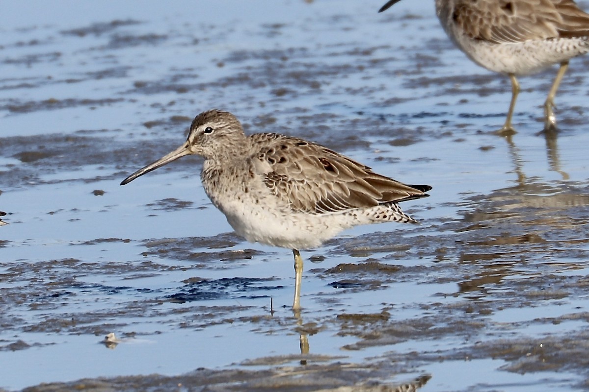 Short-billed Dowitcher - Irvin Pitts