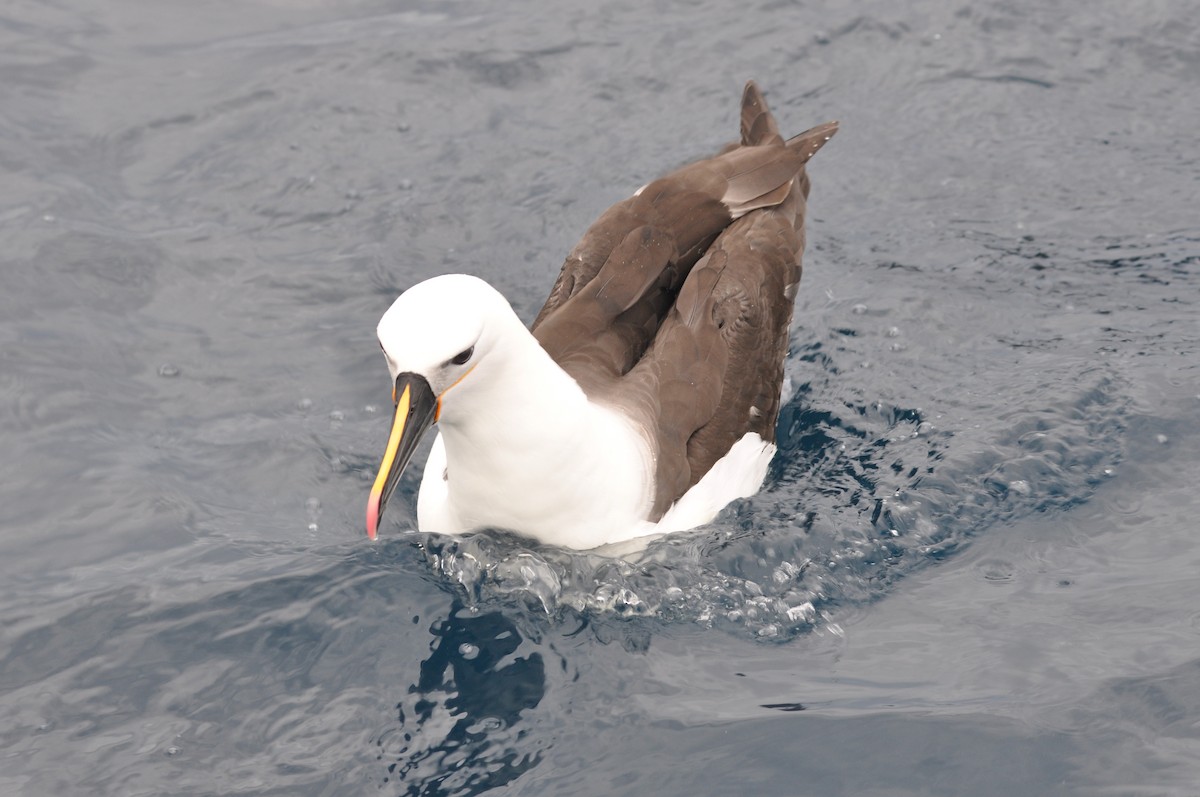Indian Yellow-nosed Albatross - ML615970936