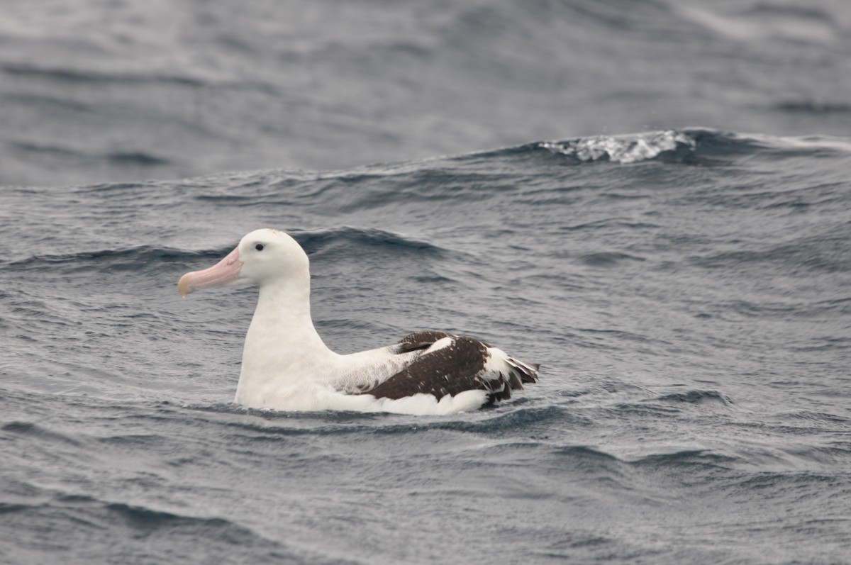 Antipodean Albatross (Gibson's) - Heidi Krajewsky