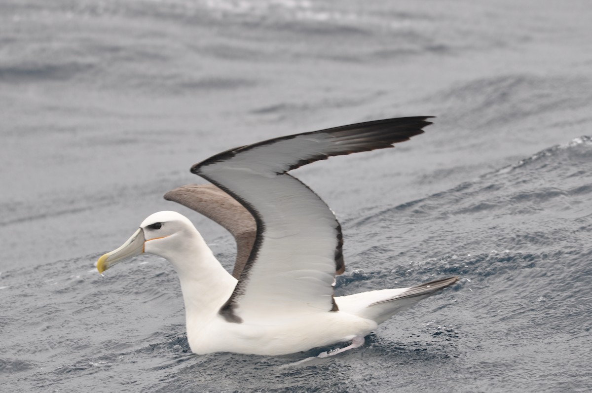 Albatros à cape blanche - ML615970984
