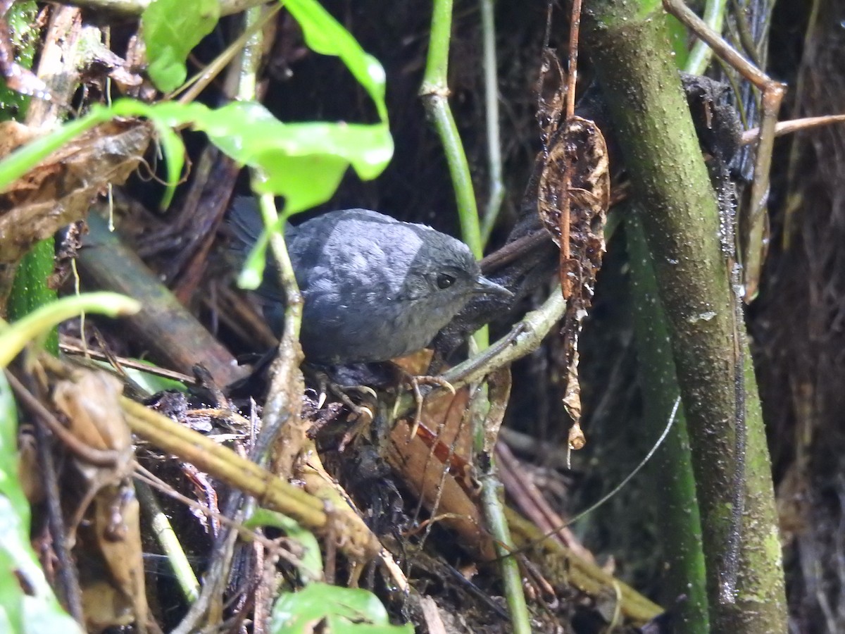 Mouse-colored Tapaculo - ML615971056
