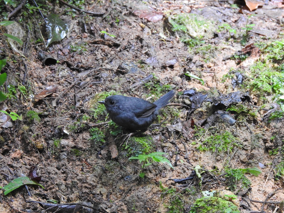 Mouse-colored Tapaculo - ML615971068