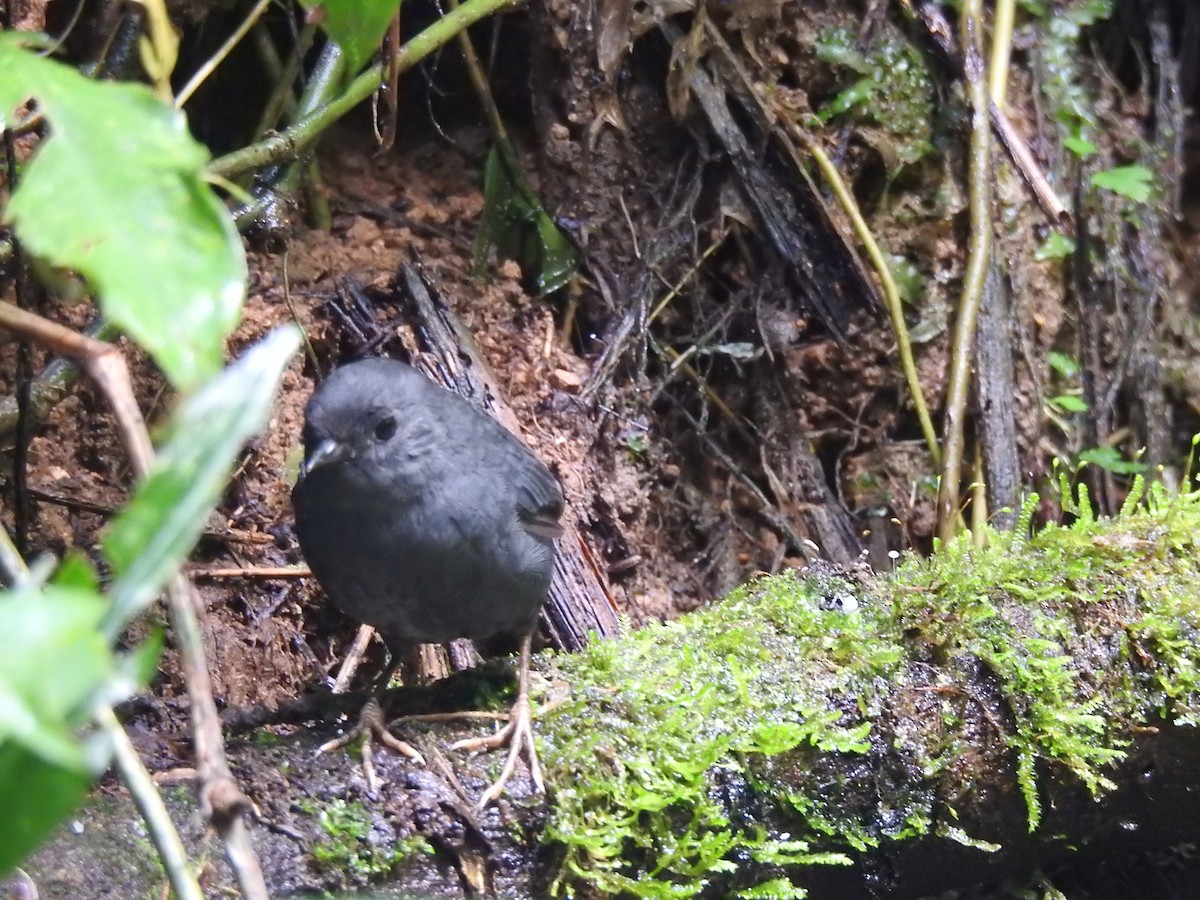 Mouse-colored Tapaculo - ML615971075
