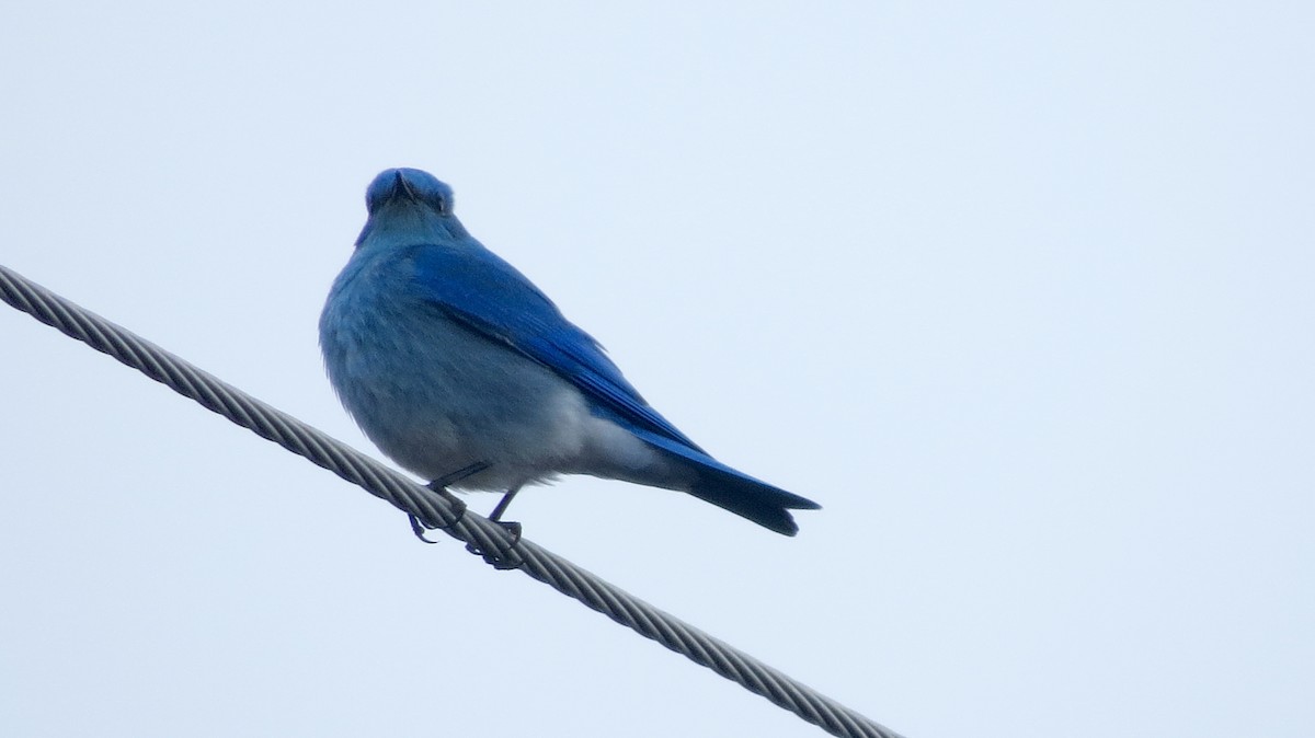 Mountain Bluebird - Kent Coe