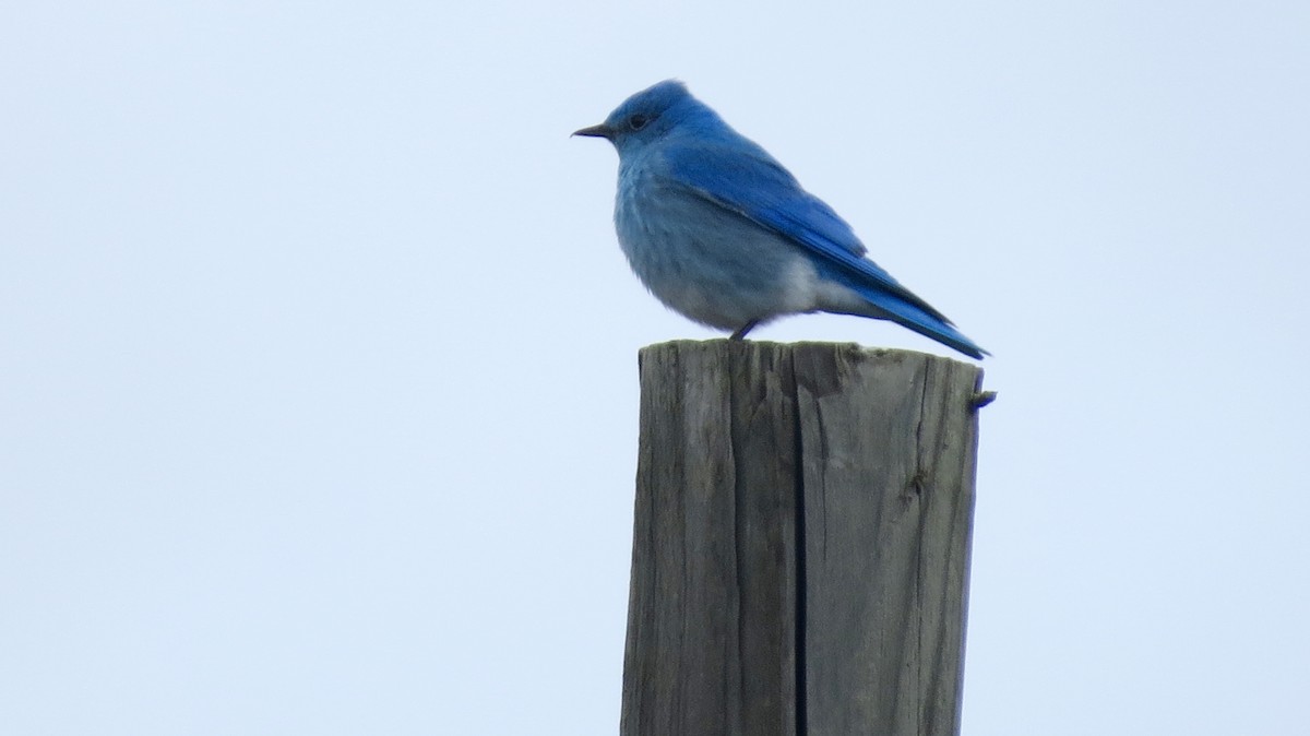 Mountain Bluebird - ML615971082