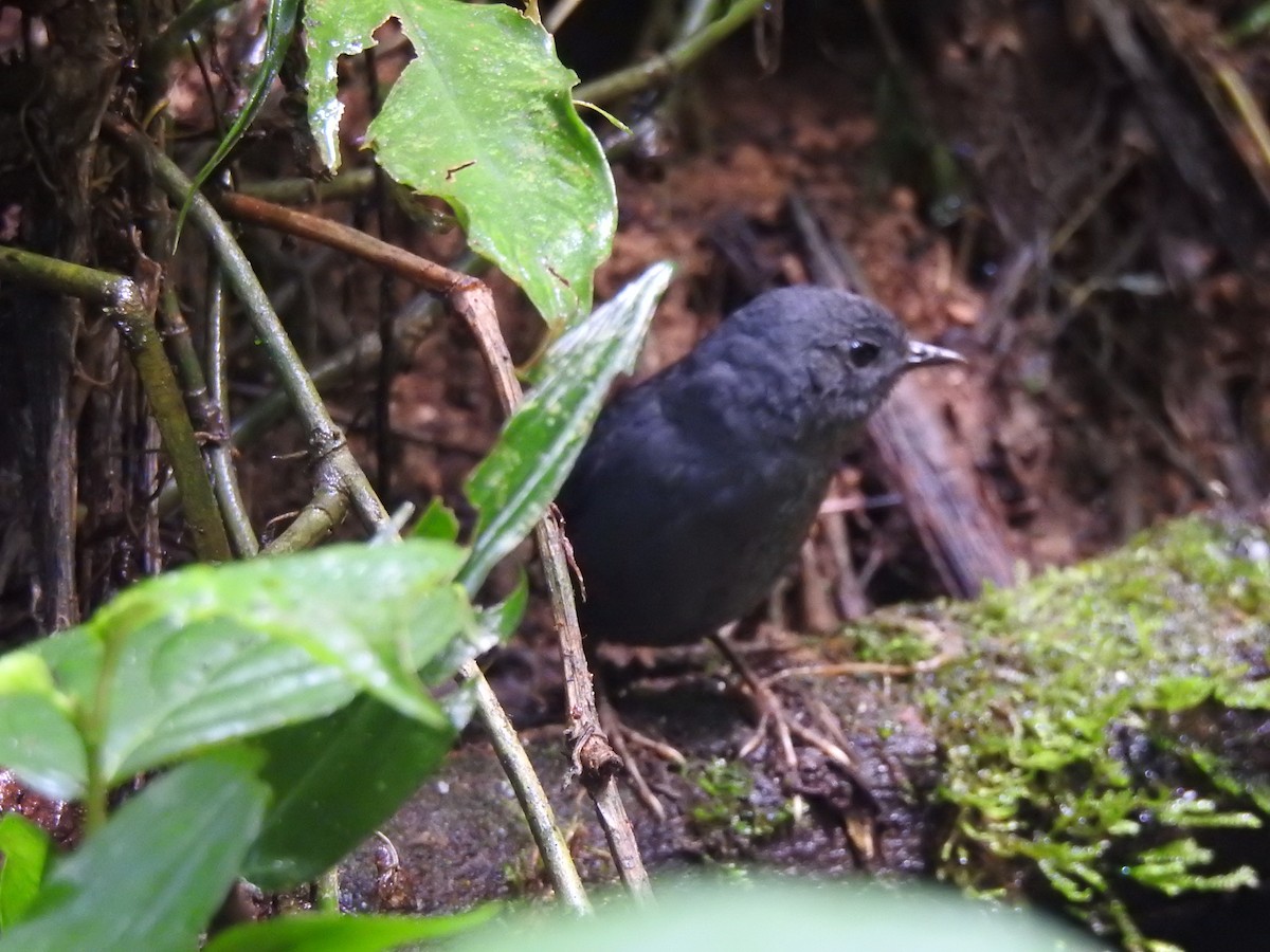 Mouse-colored Tapaculo - ML615971084