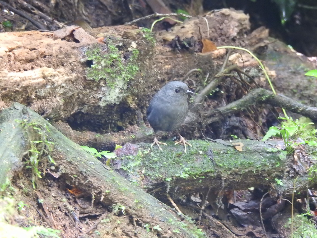 Mouse-colored Tapaculo - ML615971125