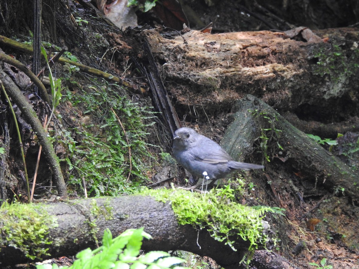 Mouse-colored Tapaculo - ML615971146