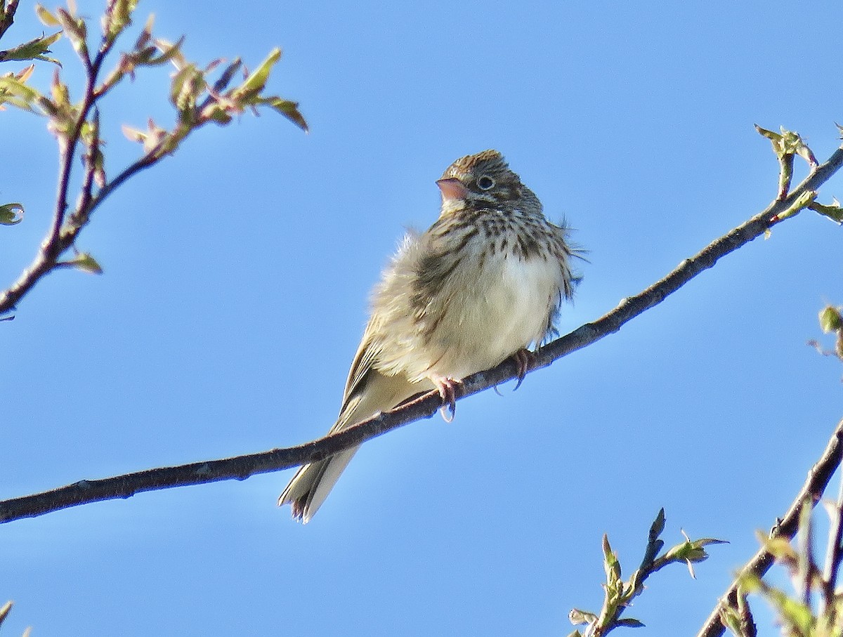 Vesper Sparrow - ML615971402