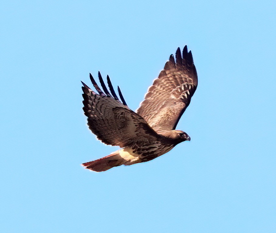 Red-tailed Hawk - Charlotte Byers