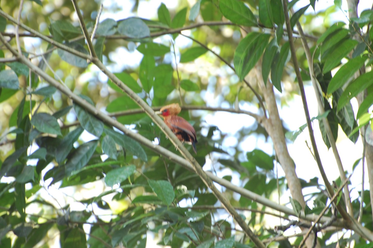 Chestnut-colored Woodpecker - ML615971837